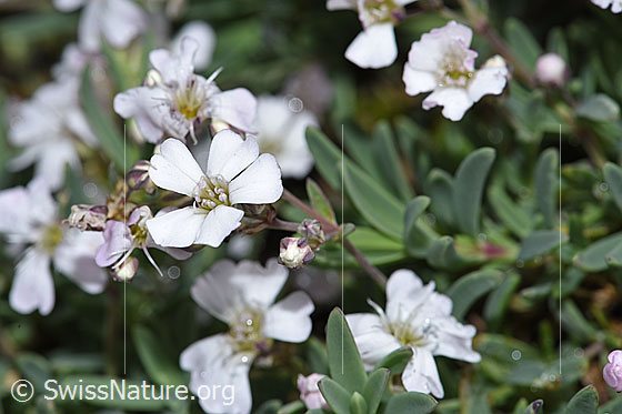Foto: Kriechendes Gipskraut (Gypsophila repens). Blüten.