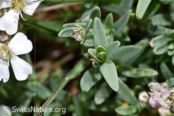 Foto: Kriechendes Gipskraut (Gypsophila repens). Blätter.
