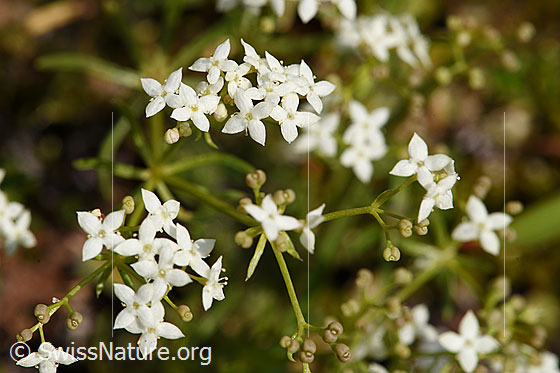 Foto: Ungleichblättriges Labkraut (Galium anisophyllon). Blüten.