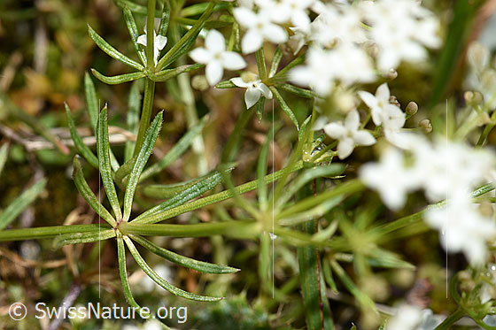 Foto: Ungleichblättriges Labkraut (Galium anisophyllon). Stängel und Blätter.