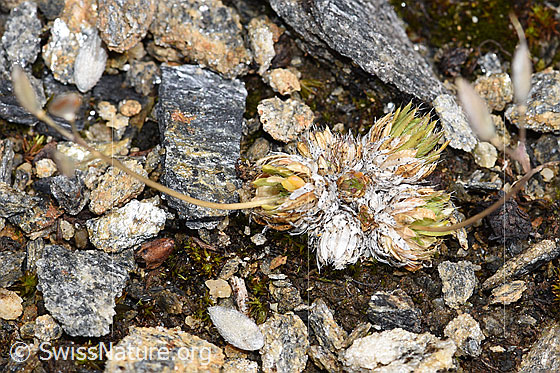 Foto: Wahrscheinlich Moosartiger Steinbrech (Saxifraga bryoides). Verblüht. Blattrosetten.
