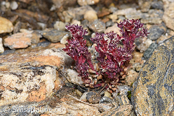 Foto: Dunkler Mauerpfeffer (Sedum atratum). Ganze Pflanze (Habitus).
