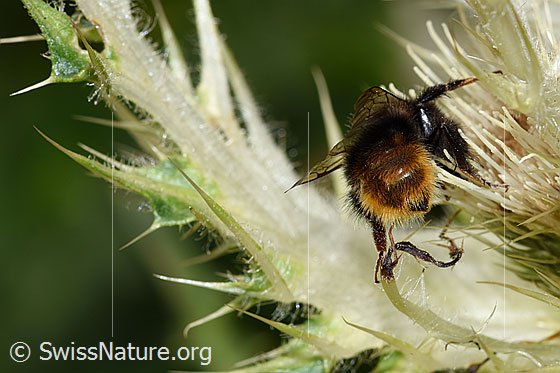 Photo: Bombus wurflenii on Cirsium spinosissimum. Length 13mm. View from behind.