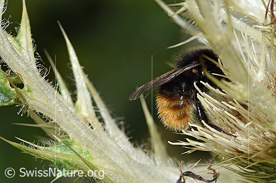 Foto: Bergwald-Hummel (Bombus wurflenii) auf Alpen-Kratzdistel (Cirsium spinosissimum). Länge 13 - 16mm. Ansicht von der Seite.