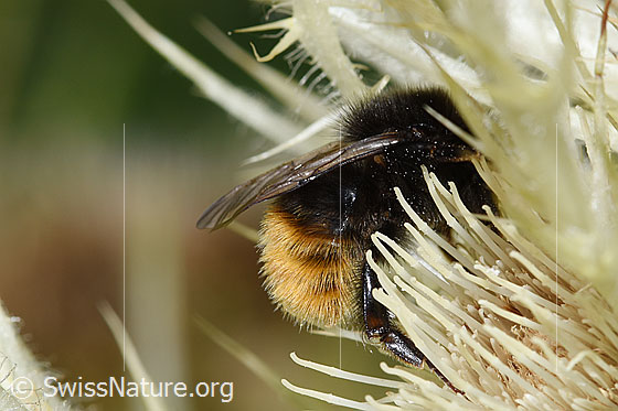Foto: Bergwald-Hummel (Bombus wurflenii) auf Alpen-Kratzdistel (Cirsium spinosissimum). Länge 13 - 16mm. Ansicht von der Seite.