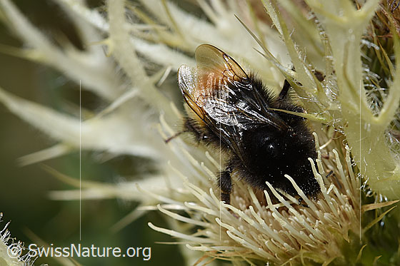 Photo: Bombus wurflenii on Cirsium spinosissimum. Length 13 - 16mm. View from above.