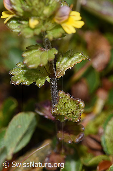 Foto: Zwerg-Augentrost (Euphrasia minima). Stängel und Blätter.
