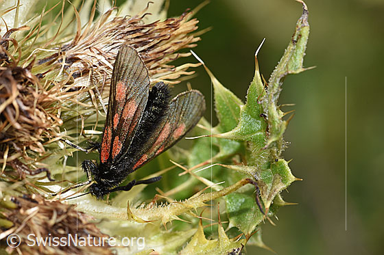 Foto: Alpen-Widderchen (Zygaena exulans) auf Alpen-Kratzdistel (Cirsium spinosissimum). Ansicht von schräg oben.
