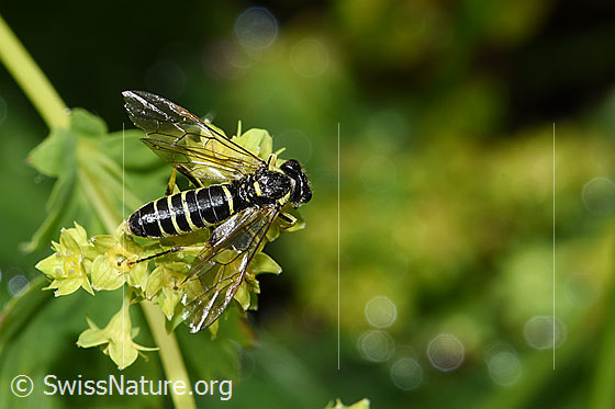 Foto: Wahrscheinlich Tenthredo brevicornis (Blattwespe). Länge 9 - 11mm. Ansicht von oben.