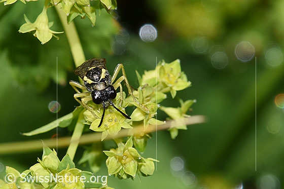 Foto: Wahrscheinlich Tenthredo brevicornis (Blattwespe). Länge 9 - 11mm. Ansicht von vorne.