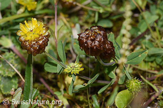 Foto: Braun-Klee (Trifolium badium). Ganze Pflanze (Habitus).