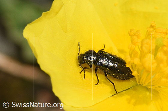 Foto: Dasytes obscurus (Wollhaarkäfer) auf Blume. Länge 5.5mm. Ansicht von schräg oben.