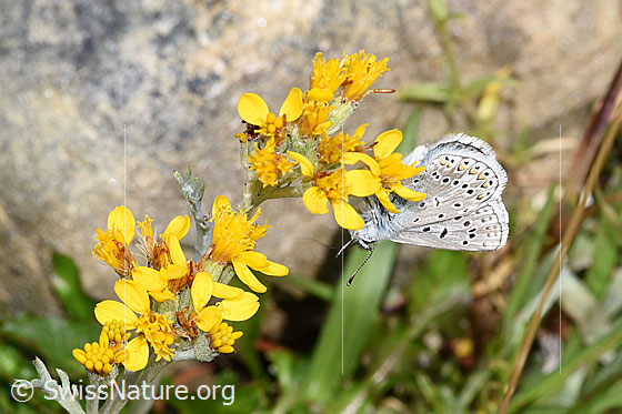Foto: Wahrscheinlich Himmelblauer Bläuling (Lysandra bellargus) an Grauem Greiskraut (Senecio incanus). Flügel geschlossen. Ansicht von der Seite.