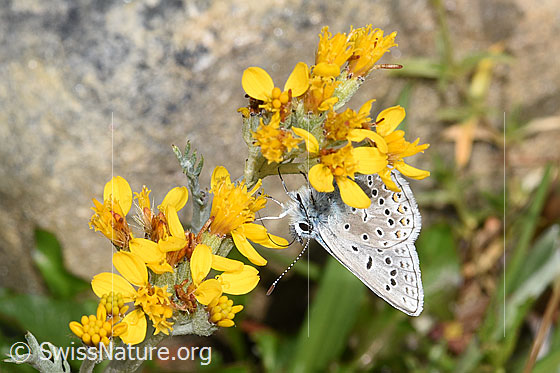 Foto: Wahrscheinlich Himmelblauer Bläuling (Lysandra bellargus) an Grauem Greiskraut (Senecio incanus). Flügel geschlossen. Ansicht von seitlich vorne.