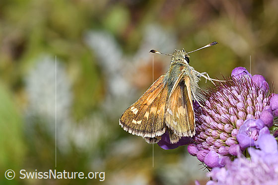Foto: Weissfleckiger Kommafalter (Hesperia comma) auf Glänzender Skabiose (Scabiosa lucida). Ansicht von schräg hinten.
