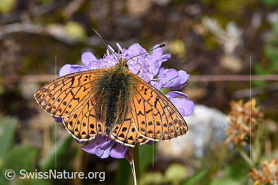Ähnlicher Perlmuttfalter (Boloria napaea) auf Glänzender Skabiose (Scabiosa lucida)