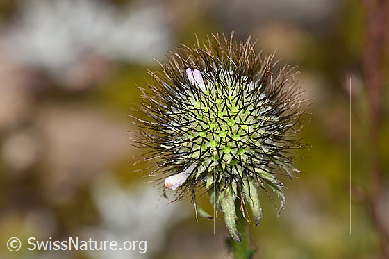 Photo: Scabiosa lucida. Faded blossom.
