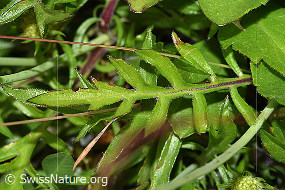 Foto: Glänzende Skabiose (Scabiosa lucida). Gefiedertes Blatt.