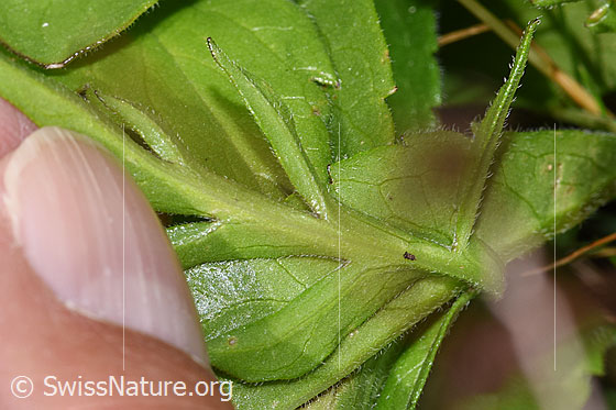 Foto: Glänzende Skabiose (Scabiosa lucida). Gefiedertes Blatt. Blattunterseite.