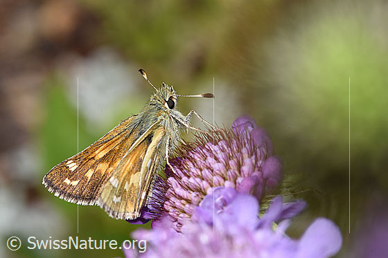Foto: Weissfleckiger Kommafalter (Hesperia comma) auf Glänzender Skabiose (Scabiosa lucida). Weibchen. Ansicht von der Seite.