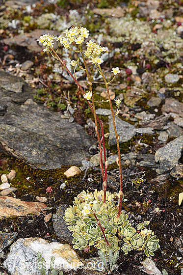 Photo: Saxifraga paniculata. Whole plant (habiti).