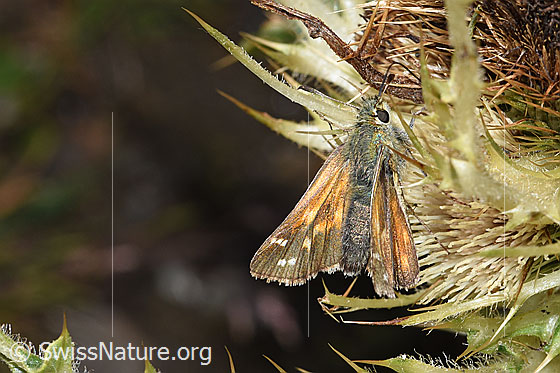 Foto: Weissfleckiger Kommafalter (Hesperia comma) an Alpen-Kratzdistel (Cirsium spinosissimum). Ansicht von schräg oben.
