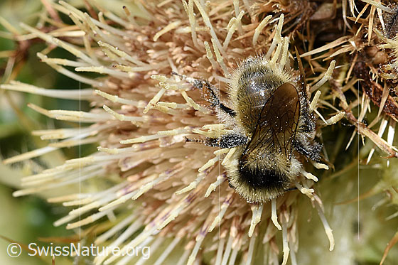 Foto: Berghummel (Bombus mesomelas) auf Alpen-Kratzdistel (Cirsium spinosissimum). Länge 15mm. Ansicht von oben.