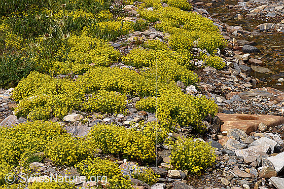 Photo: Saxifraga aizoides. Saxifrage cushion in stream bed.