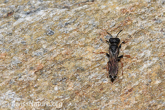 Foto: Crabro alpinus (Grabwespe). Länge 10mm. Weibchen. Ansicht von oben.