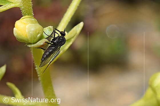 Foto: Tanzfliege der Gattung Hilara auf Bewimpertem Steinbrech (Saxifraga aizoides). Länge 5mm. Weibchen. Ansicht von der Seite.