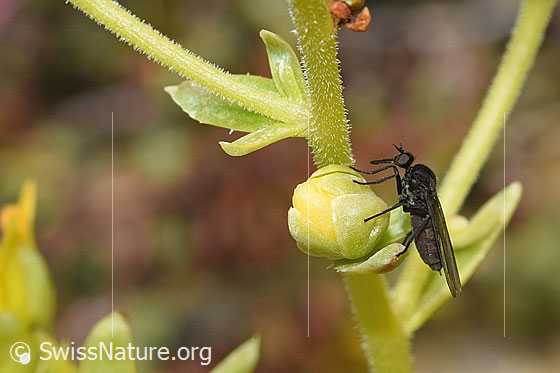 Photo: Empididae of the genus Hilara on Saxifraga aizoides. Length 5mm. Female. View from the side.