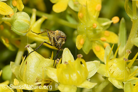Photo: Thereva nobilitata on Saxifraga aizoides. Length 9 - 13mm. Female. View from the front.