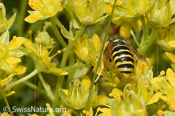 Photo: Dolichovespula sylvestris on Saxifraga aizoides. Length 13 - 16mm. View from behind.