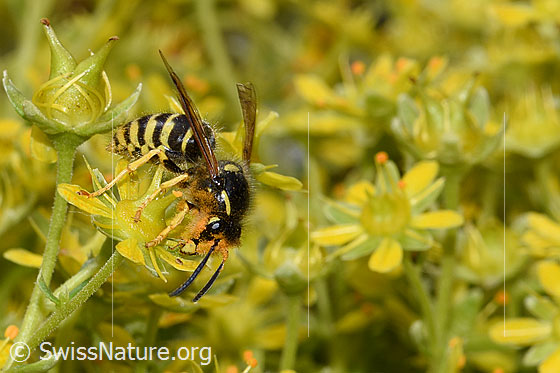 Foto: Waldwespe (Dolichovespula sylvestris) auf Bewimpertem Steinbrech (Saxifraga aizoides). Länge 13 - 16mm. Ansicht von der Seite.