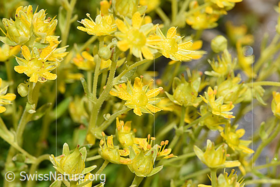 Photo: Saxifraga aizoides. Blossoms.