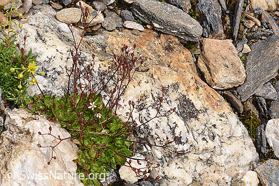Foto: Sternblütiger Steinbrech (Saxifraga stellaris). Ganze Pflanze (Habitus).