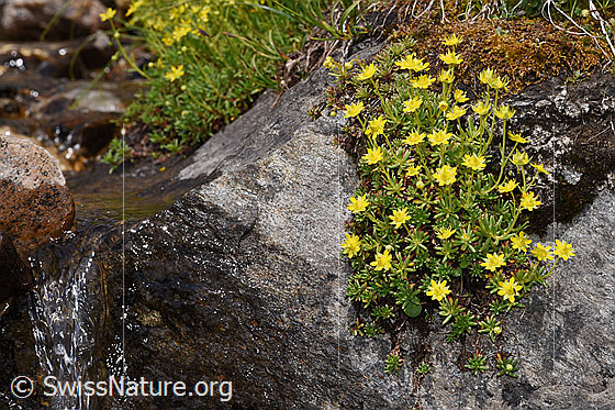 Photo: Saxifraga aizoides. Flower cushions next to a small mountain stream.