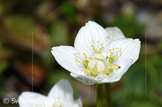 Foto: Sumpf-Herzblatt (Parnassia palustris). Blüten.