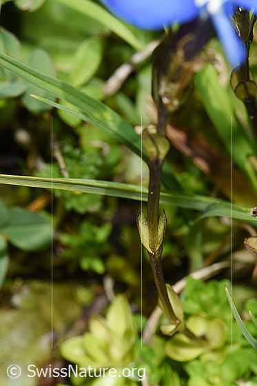 Foto: Bayrischer Enzian (Gentiana bavarica). Stängel und Stängelblätter.