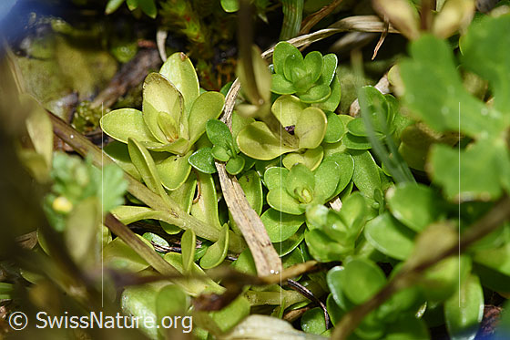 Foto: Bayrischer Enzian (Gentiana bavarica). Blätter.