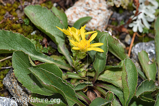 Foto: Wahrscheinlich Echte Goldrute (Solidago virgaurea ssp. virgaurea). Blüten und Blätter. 
Dieses Exemplar hat eine geringe Wuchshöhe und wenig Blüten. Die Blattform entspricht jener der Echten Goldrute (Solidago virgaurea ssp. virgaurea) und nicht jener der Alpen-Goldrute (Solidago virgaurea ssp. minuta).