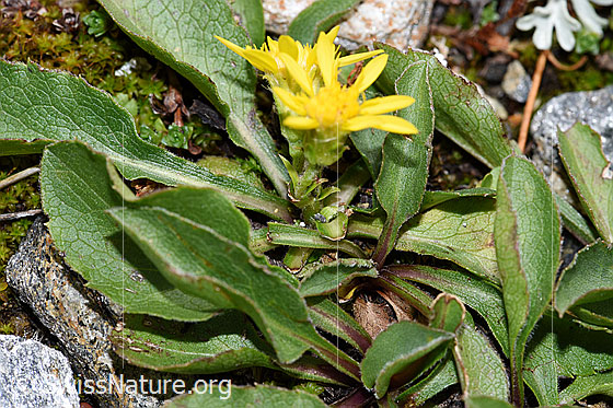 Foto: Wahrscheinlich Echte Goldrute (Solidago virgaurea ssp. virgaurea). Blüten und Blätter.