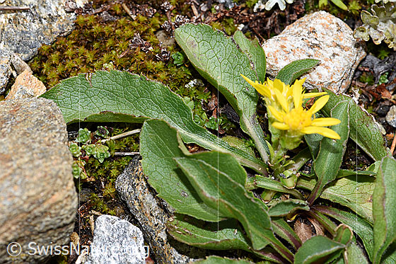 Foto: Wahrscheinlich Echte Goldrute (Solidago virgaurea ssp. virgaurea). Blätter und Blüten.