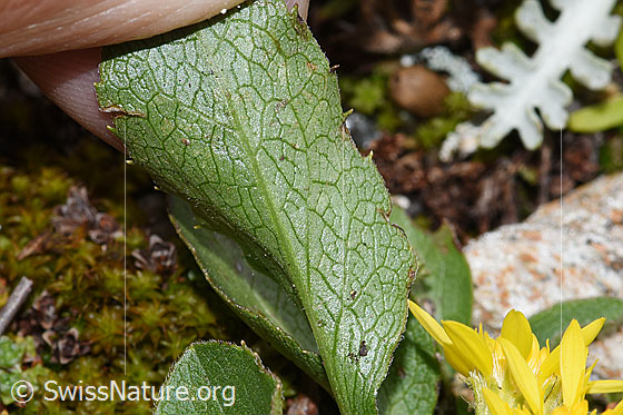 Foto: Wahrscheinlich Echte Goldrute (Solidago virgaurea ssp. virgaurea). Blattunterseite.