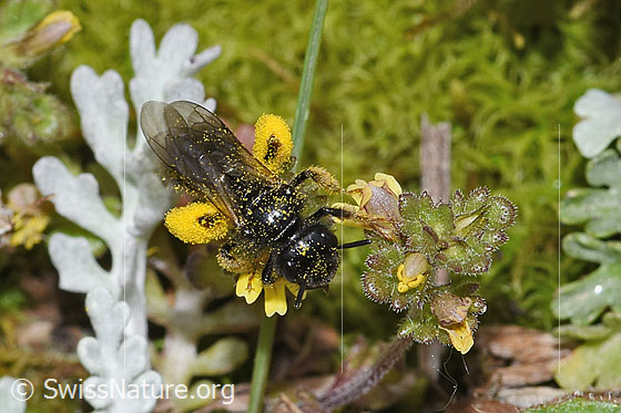 Foto: Grosse Zottelbiene (Panurgus banksianus) auf Zwerg-Augentrost (Euphrasia minima). Länge 11mm. Ansicht von oben.