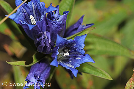Foto: Schwalbenwurz-Enzian (Gentiana asclepiadea). Blüten.