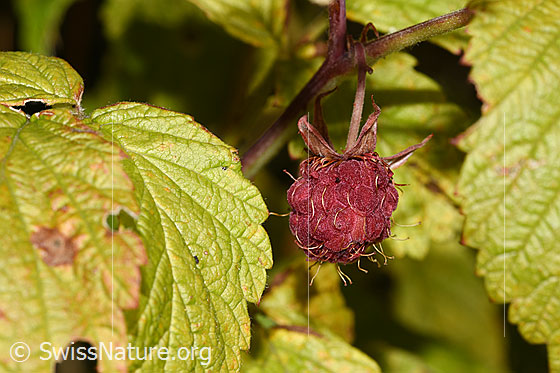 Photo: Rubus idaeus. Fruit and leaves.