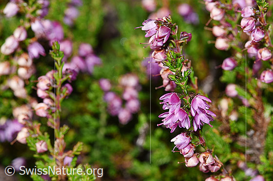 Photo: Calluna vulgaris. Little branche with numerous flowers.