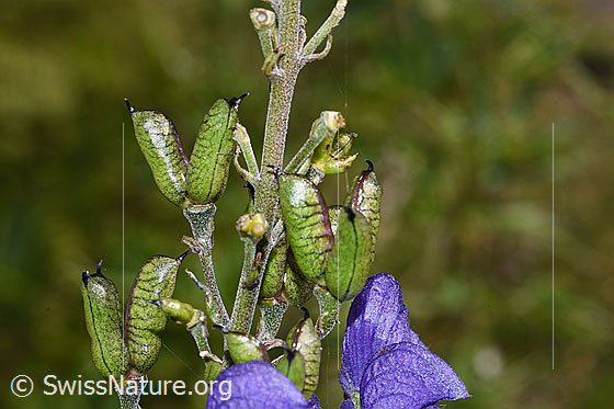 Photo: Aconitum napellus ssp. Vulgare. Stem and fruits.