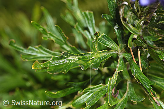 Photo: Aconitum napellus ssp. Vulgare. Leaves.